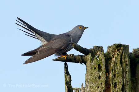 Male Cuckoo