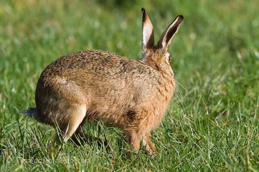 Suprised Hare - taken by A surprised Photographer 