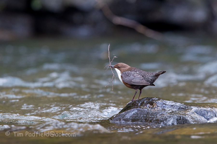 Dipper with nesting material