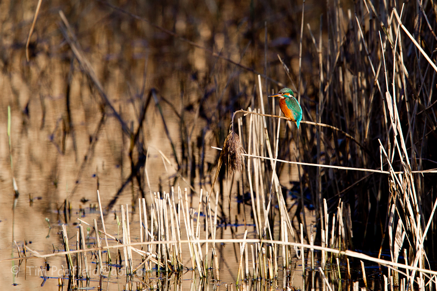 Fforest farm kingfishers-025