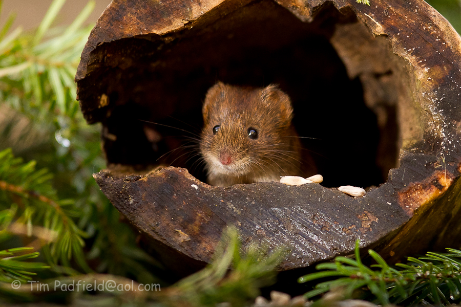 Vole -001