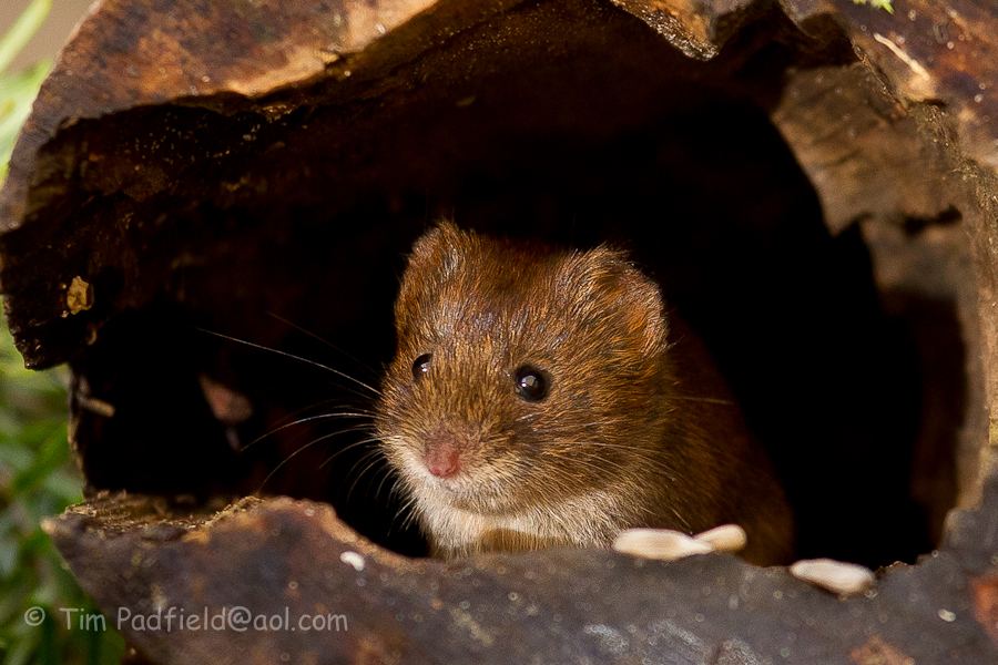 Vole -002