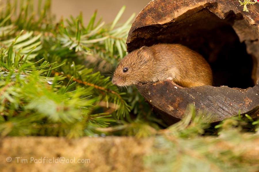 Vole -006