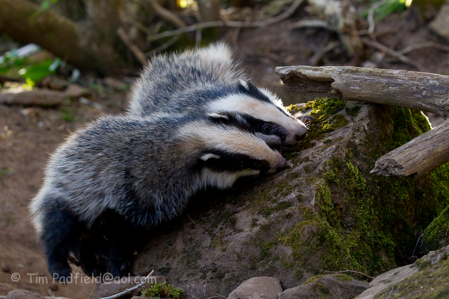 badgers darr apr 28-005