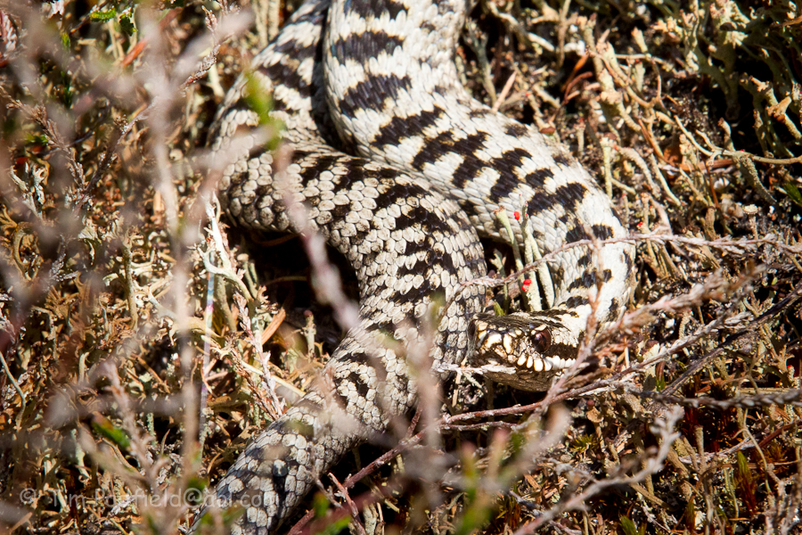Light coloured Adder