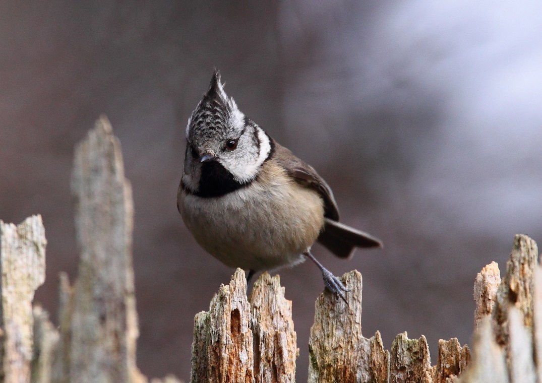 crested tit
