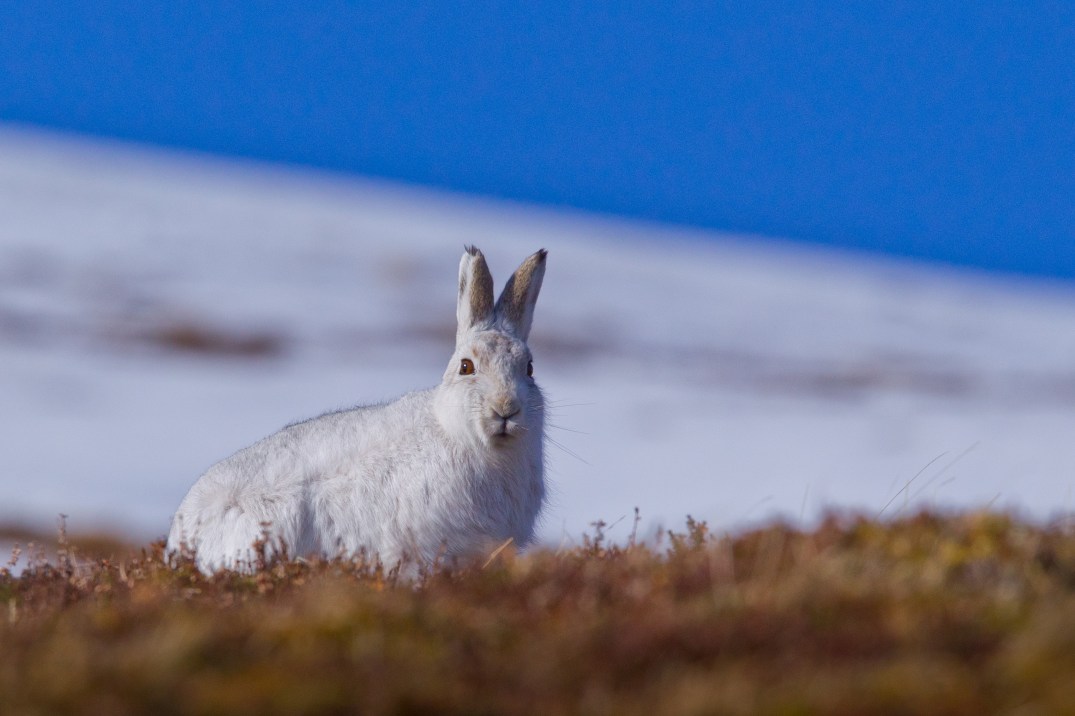 Scotland Hares-041
