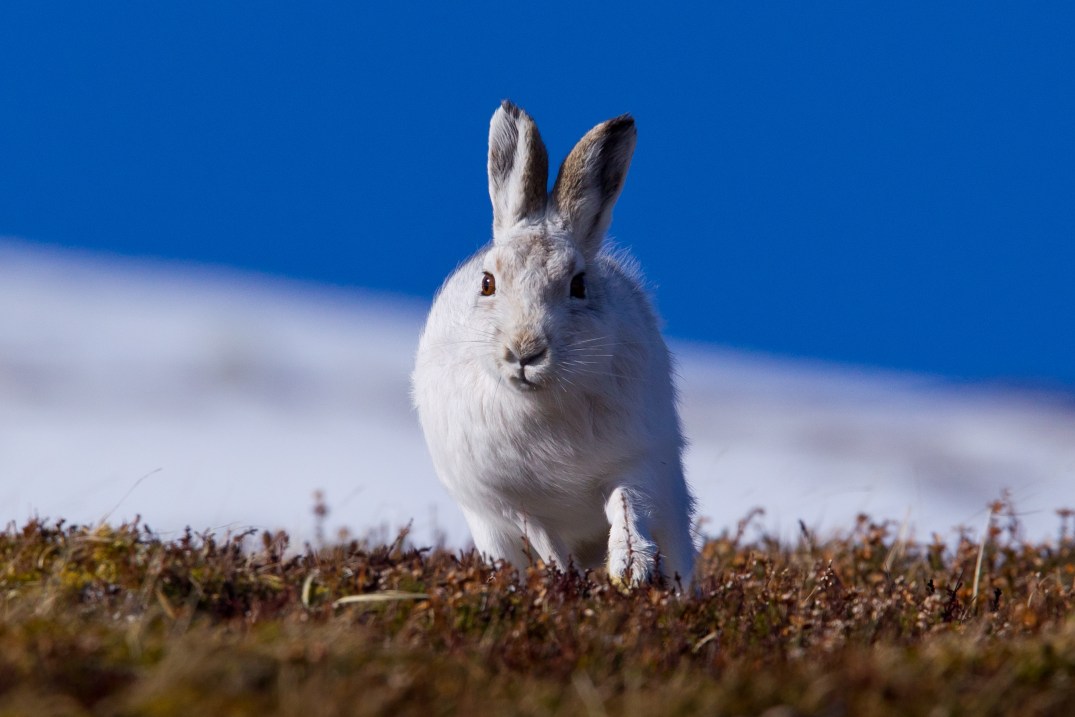 Scotland Hares-052