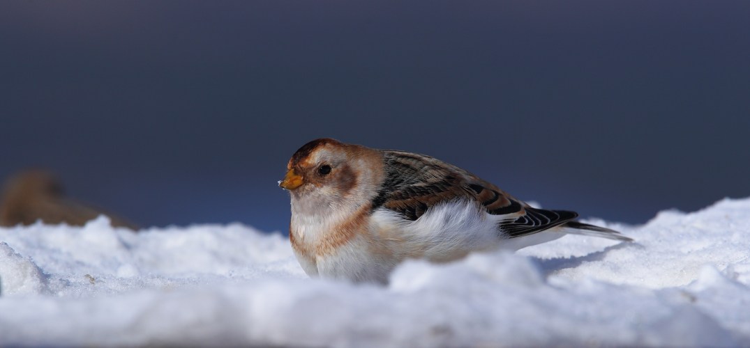snow bunting
