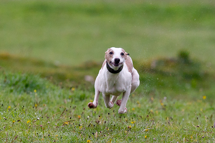 whippet race 1