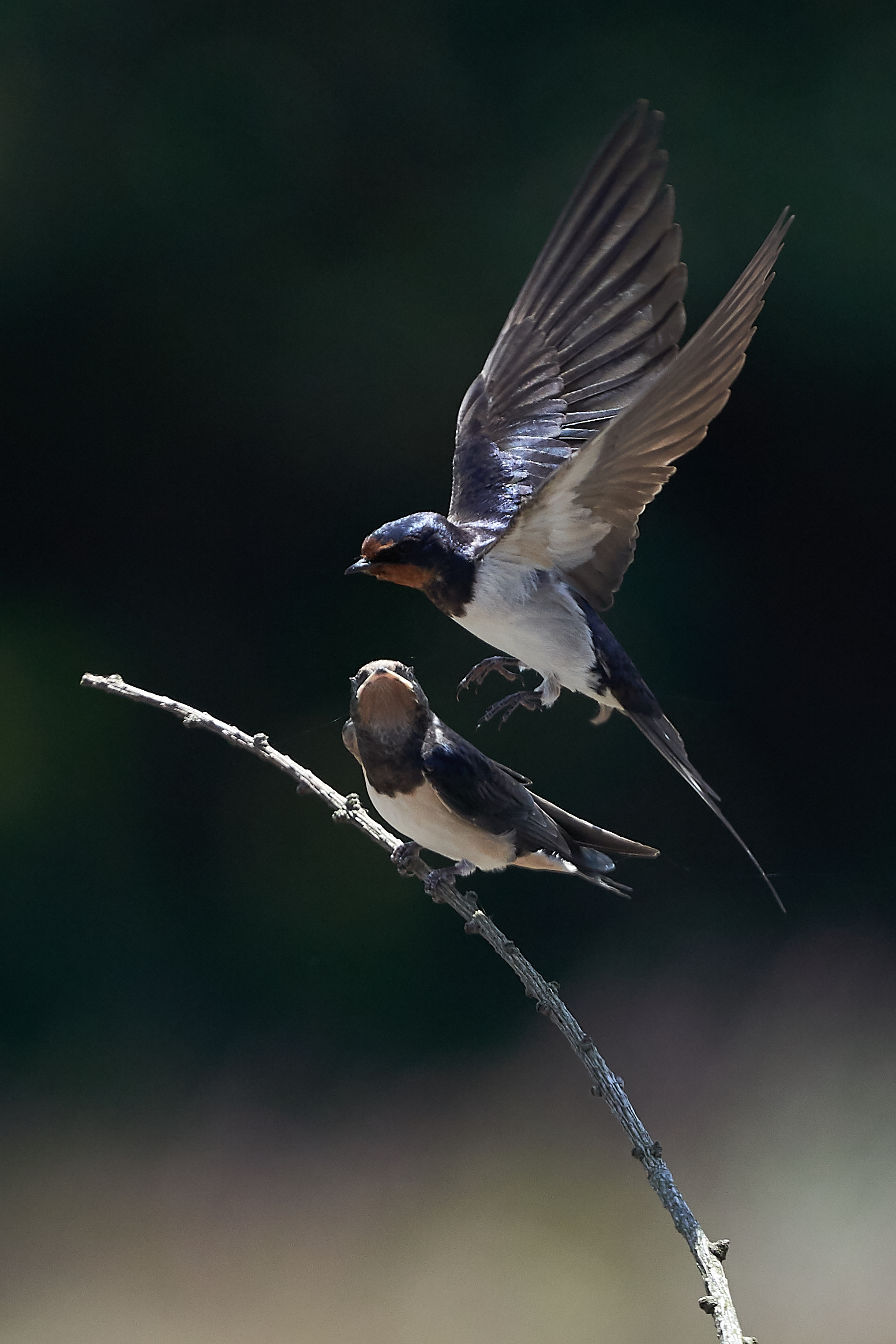 DSC02612fox and swallow