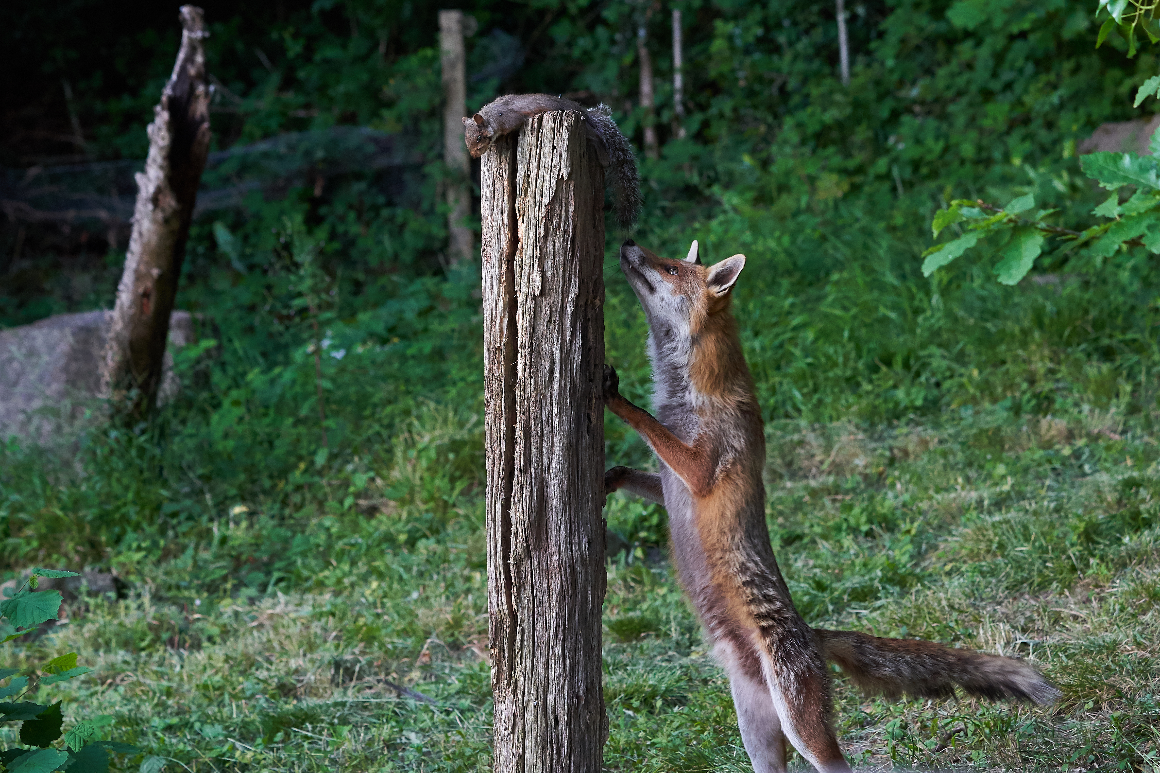 DSC02618fox and swallow