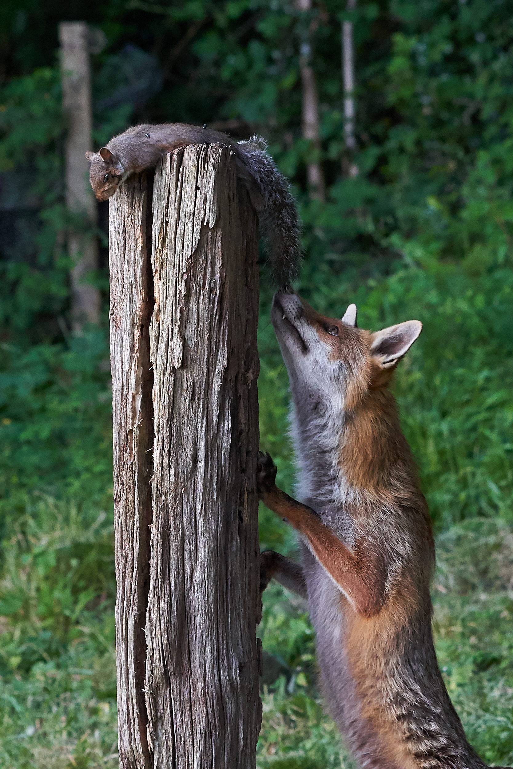 DSC02619fox and swallow